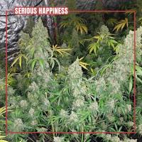 instagram post A sea of SERIOUS HAPPINES