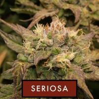 instagram post With a fast flowering tim