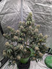 Serious Happiness Plant 1