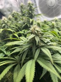 Serious Happiness Plant 1