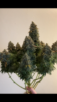 Serious Happiness Plant 1