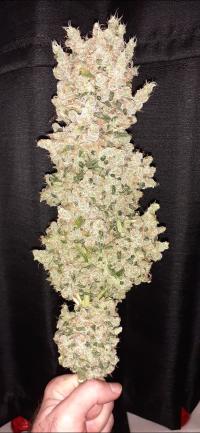 Serious Happiness Plant 1