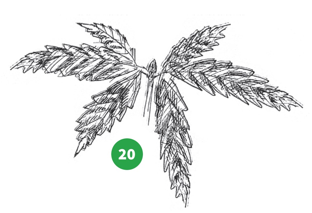 how to grow step 20