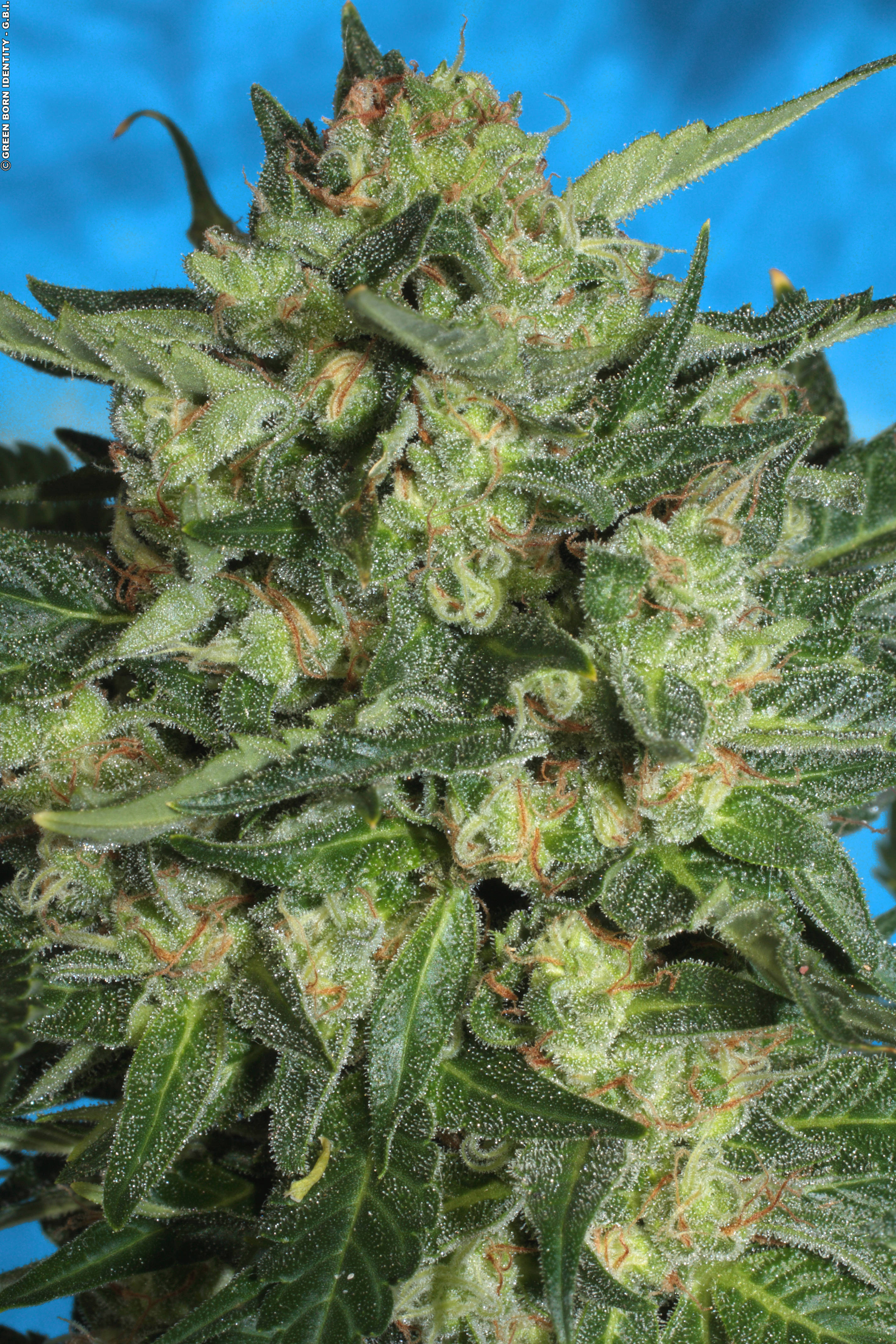 Auto White Russian Strain ® 🌱 Originally Bred by Serious Seeds