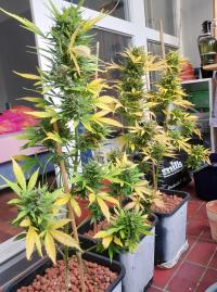 Auto AK47 Plant 2