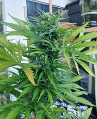 Auto AK47 Plant 1