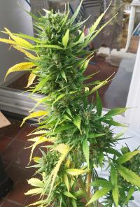 Auto AK47 Plant 3