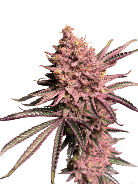 Seriotica strain