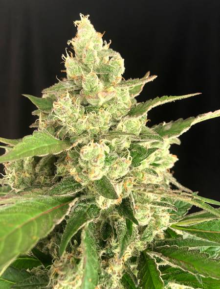 Seriosa Strain ® 🌱 Originally Bred by Serious Seeds